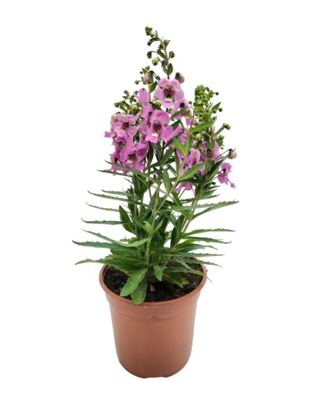 Angelonia angustifolia (test 13 cm ø)