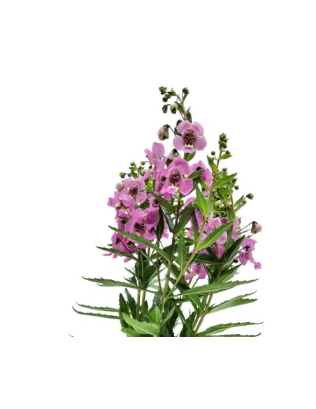 Angelonia angustifolia (maceta 13 cm ø)