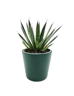 Agave Angustiflolia (maceta 13 cm ø)