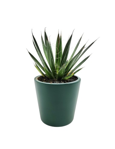 Agave Angustiflolia (maceta 13 cm ø)
