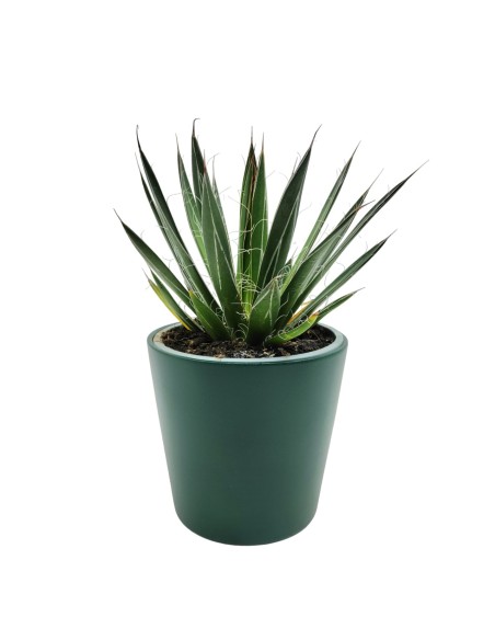 Agave Angustiflolia (maceta 13 cm ø)