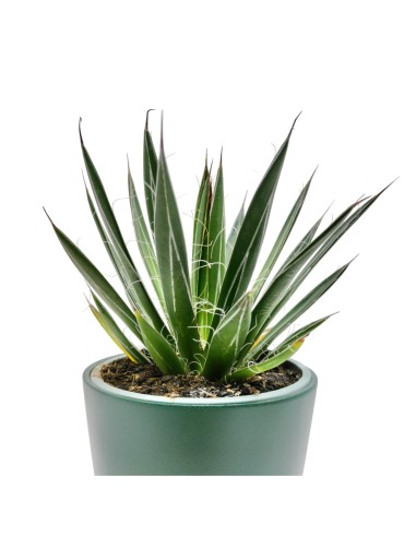 Agave Angustiflolia (maceta 13 cm ø)