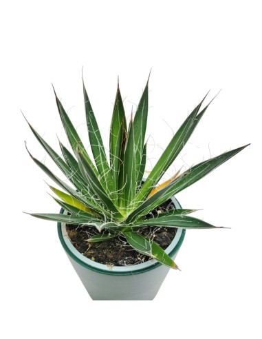 Agave Angustiflolia (maceta 13 cm ø)