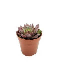 Mini echeveria varié (pot 5,5 cm ø).