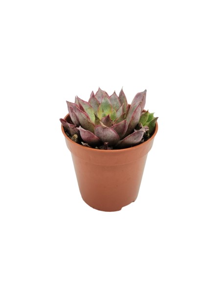 Mini echeveria variada (maceta 5,5 cm ø)