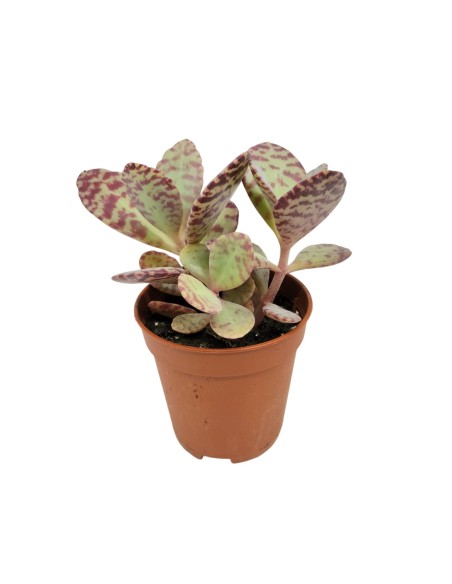 Kalanchoe humilis zebra (maceta 5,5 cm Ø)