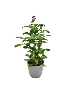 Gomphrena globosa o amaranto globoso (maceta 13 cm ø)