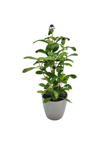 Gomphrena globosa (pot 13 cm ø)