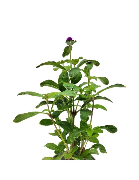 Gomphrena globosa (pot 13 cm ø)