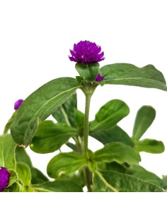Gomphrena globosa o amaranto globoso (maceta 13 cm ø) 2
