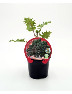 Semis de Chou Kale demeure naturel (pot 10,5 cm ø)