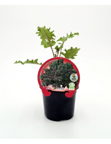 Plantel col Kale morada natural (maceta 10,5 cm ø)