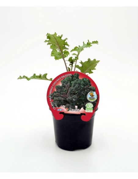 Plantel col Kale morada natural (maceta 10,5 cm ø)