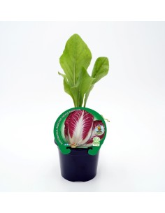 Semis de chicorée rouge naturel (pot 10,5 cm ø)