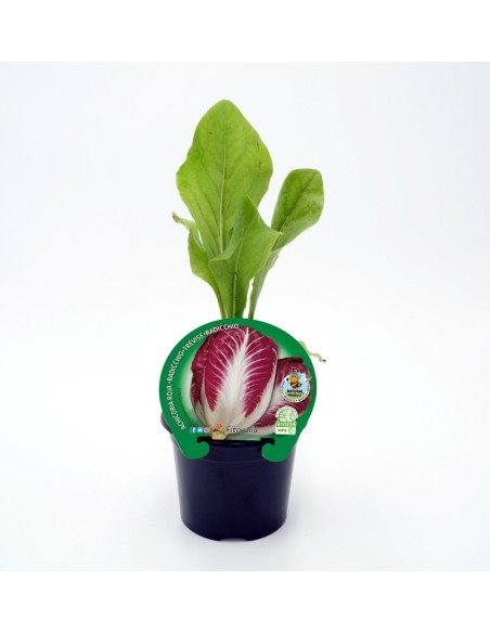 Planter xicoira vermella natural (test 10,5 cm ø)