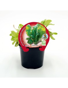 Planter bleda groga de Lyon natural (12 unitats)