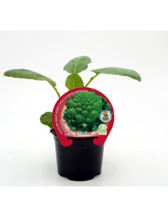 Plantel brócoli Romanescu híbrido (6 unidades)