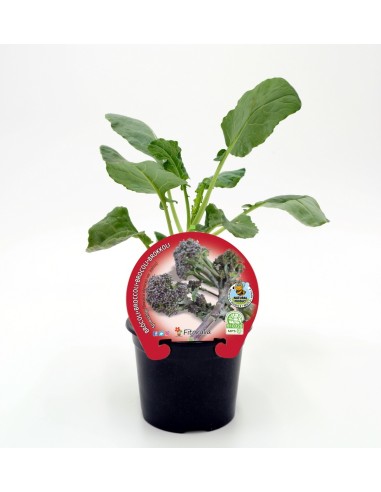 Mudas de brócolis Sprouting natural (vaso 10,5 cm ø)