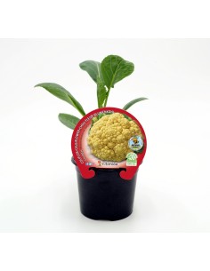 Planter col coliflor groga híbrida Cheddar (6 unitats)