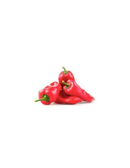 Semente de piperra Najerano (tradicional basco)