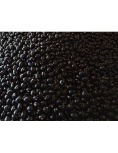 Semilla alubia Tolosa (tradicional vasca)