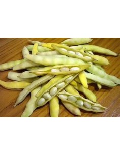 Semente de feijão Pocha de Sangüesa (tradicional basco)