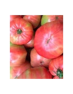 Graines de tomate borracho de Aretxabaleta (tradicionnel basque)