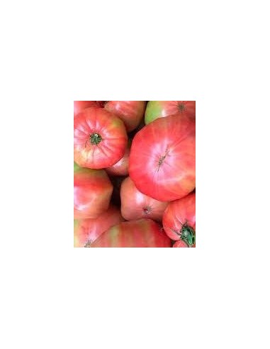 Graines de tomate borracho de Aretxabaleta (tradicionnel basque)