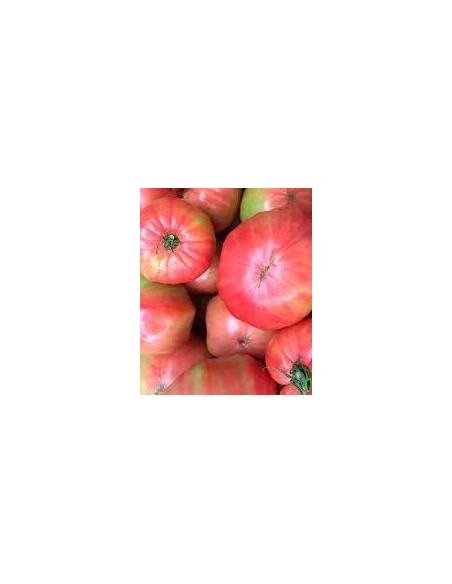 Graines de tomate borracho de Aretxabaleta (tradicionnel basque)