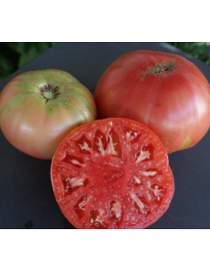 Semilla tomate korta (tradicional vasca)