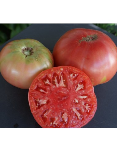 Semilla tomate korta (tradicional vasca)