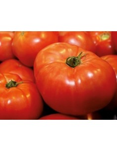 Semilla tomate Loidi (tradicional vasca)