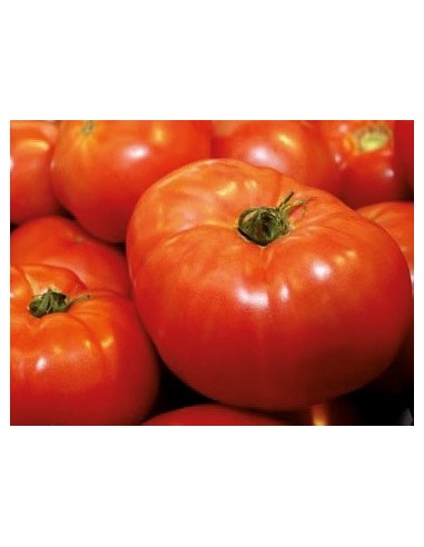 Semilla tomate Loidi (tradicional vasca)