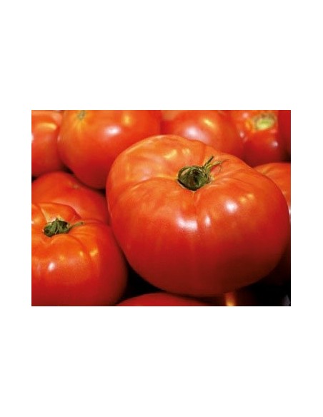 Semente de tomate loidi (tradicional basco)