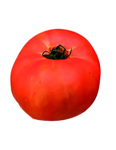 Semente de tomate igeldo (tradicional basco)