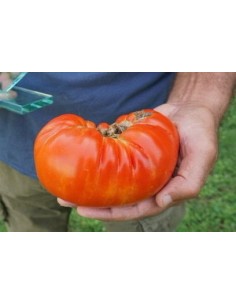 Semilla tomate Mendigorria (tradicional vasca)