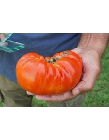 Semilla tomate Mendigorria (tradicional vasca)