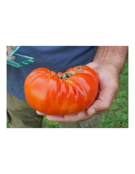 Semente de tomate Mendigorria (tradicional basco)