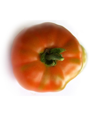 Graines de tomate plano alto de Erandio (tradicionnel basque)