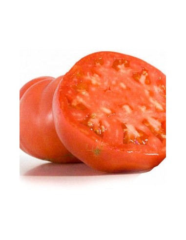 Graines de tomate Rosier de Barbastro (tradicionnel aragonais)