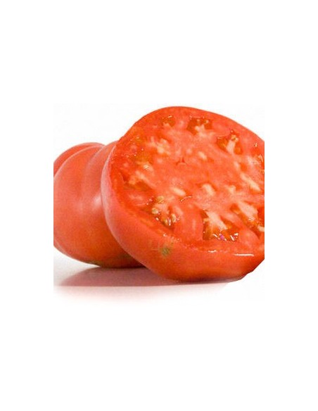 Semilla tomate rosa de Barbastro (tradicional aragonesa)