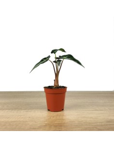 Alocasia Amazónica o alocasia Polly 2