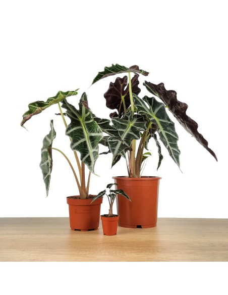 Alocasia Amazónica o alocasia Polly