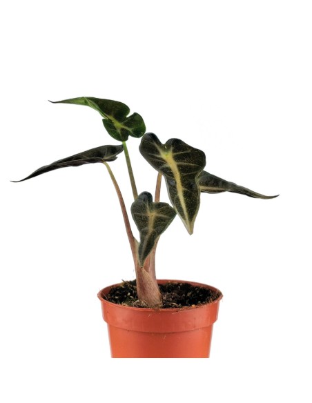 Alocasia Amazónica o alocasia Polly