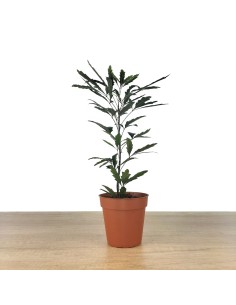 Aralia elegantissima (maceta 8,5 cm ø) 2