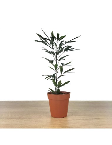 Aralia elegantissima (maceta 8,5 cm ø)
