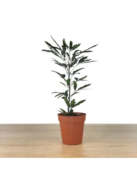 Aralia elegantissima (maceta 8,5 cm ø)