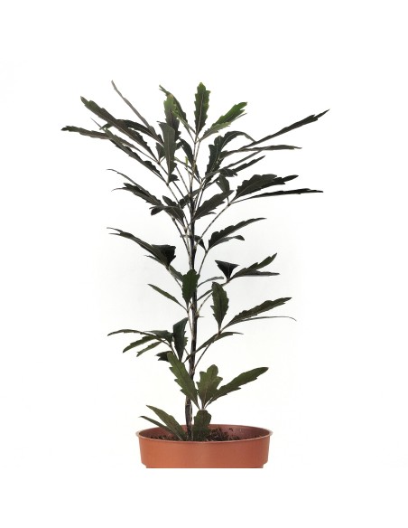 Aralia elegantissima (maceta 8,5 cm ø)