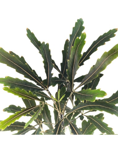 Aralia elegantissima (maceta 8,5 cm ø)