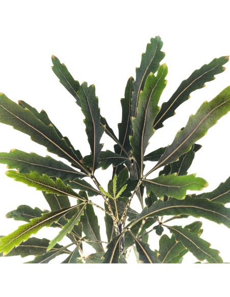 Aralia elegantissima (maceta 8,5 cm ø)